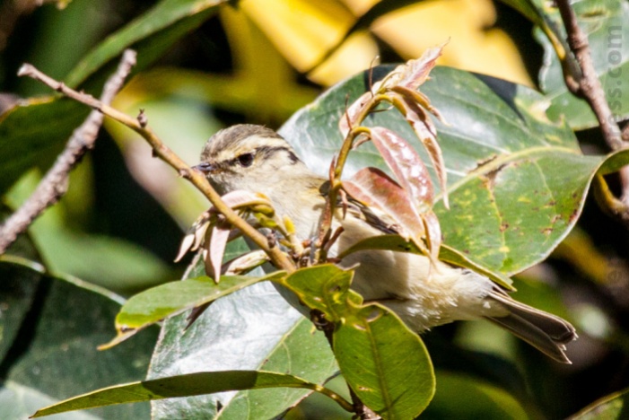 Hume's Leaf Warbler Nepal Kakani Bird Photography
