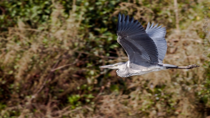 Grey Heron Bagmati Kathmandu Nepal Bird Photography