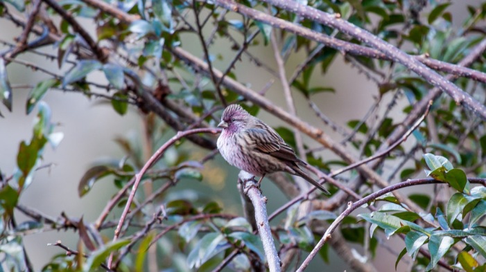 White-browed Rosefinch