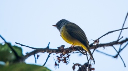 Grey-headed Canary Flycatcher