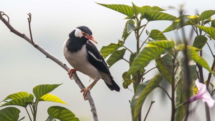 Asian Pied Starling