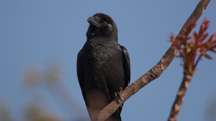 Large-billed Crow at Machhegaun Kathmandu